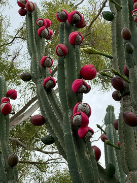 Frutos rojos maduros abiertos sobre cactus columnar
