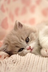 cat lying on the bed with sady modd © LEELA
