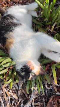 A spoiled and sweet cat enjoying itself in the park.