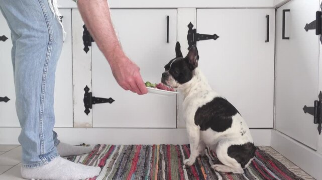 Man feeds his dog a healthy meal with raw meat and fresh broccoli. Symbolizes responsible pet ownership, proper nutrition, and caring for animals. Ideal for pet care, and animal lifestyle content