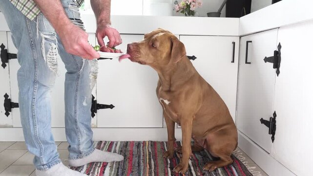 Man feeds his dog a healthy meal with raw meat and fresh broccoli. Symbolizes responsible pet ownership, proper nutrition, and caring for animals. Ideal for pet care, and animal lifestyle content