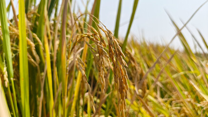 Fototapeta premium Close-Up of Ripe Golden Rice Grains Ready for Harvest