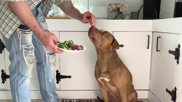 Man feeds his dog a healthy meal with raw meat and fresh broccoli. Symbolizes responsible pet ownership, proper nutrition, and caring for animals. Ideal for pet care, and animal lifestyle content