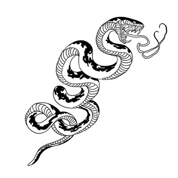 hand drawn vector illustration of snake