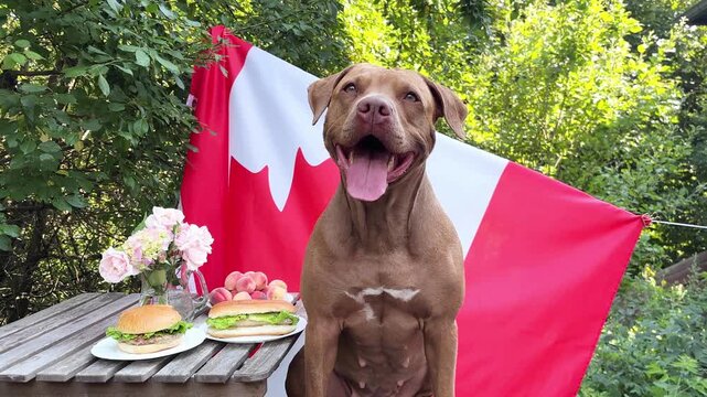 Cute dog at a patriotic outdoor celebration with Canadian flag, burgers, and decorations. Symbolizes animal-friendly holidays. Perfect for American holidays and pet care content