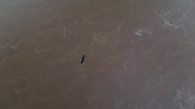 Aerial View of Riverboat on Amazon River in Ecuador with Dense Rainforest Shoreline, Brown Water, Local Transport and Remote Jungle Travel Landscape