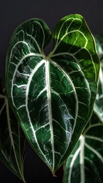 Close-up of a Dark Green Anthurium Leaf with Striking White Veins.