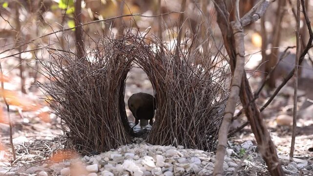 Great Bowerbird male building its Bower to attract a female