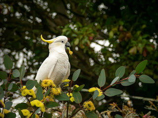 A Sulphar Crested Cockatoo with a flower bud in its beak.  © Tracey