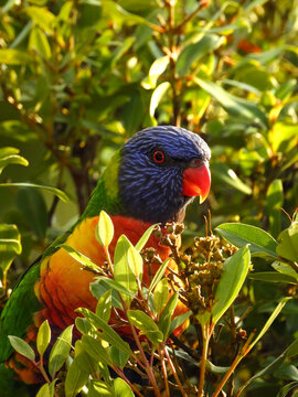 rainbow lorikeet in the tree