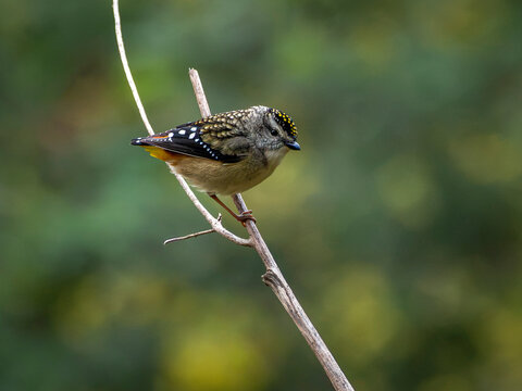 A female Spotted Pardalote sits on the branch of a tree looking sideways 