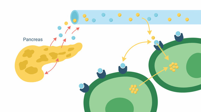 Illustration of the pancreas secreting molecules into the bloodstream, which then bind to receptors on target cells and are internalized.