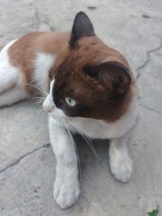 a cute cat sitting on the floor in the afternoon © DNA