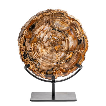 Petrified wood slice display on metal stand. Ancient fossilized tree cross-section with natural rings and mineral patterns.