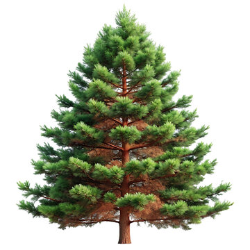 Realistic pine tree illustration with detailed needles and bark isolated on transparent background