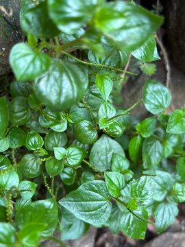 fresh peperomia pellucida or sirih cina leaves