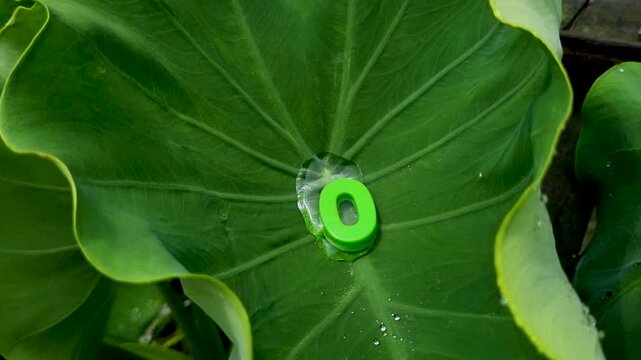 Green number zero symbol floating in clear water on large tropical leaf macro photography