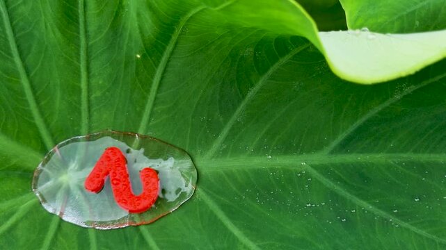 Red letter n floating on large water droplet on green leaf alphabet nature dew botany macro