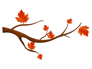 Fototapeta premium Autumn Maple Leaf Tree Branch