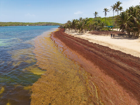 Sargassum seaweed washing up on a Caribbean beach, spoiling its beauty and preventing people from swimming. 
Martinique, Anse Michel