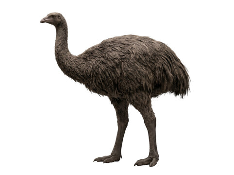 Elephant Bird (Aepyornis maximus) standing naturally upright, gigantic flightless bird with thick powerful legs