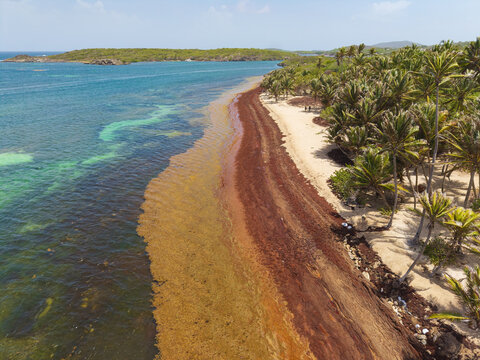 Sargassum seaweed washing up on a Caribbean beach, spoiling its beauty and preventing people from swimming. 
Martinique, Anse Michel