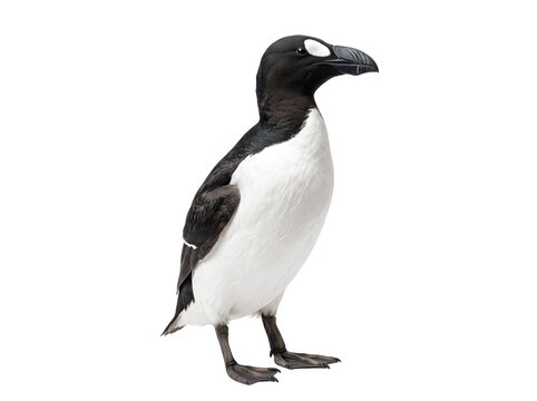 Great Auk (Pinguinus impennis) standing upright, compact flightless seabird with glossy black head and back