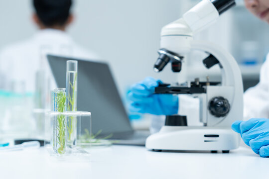 Environmental science, scientists examining plant genetics in test tubes, laboratory testing, laboratory experiments on green plants, testing for chemical residues, food safety.