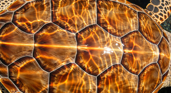 Close-up macro texture of a beautiful sea turtle shell perfect for wildlife photography and marine biology and wonderful posts