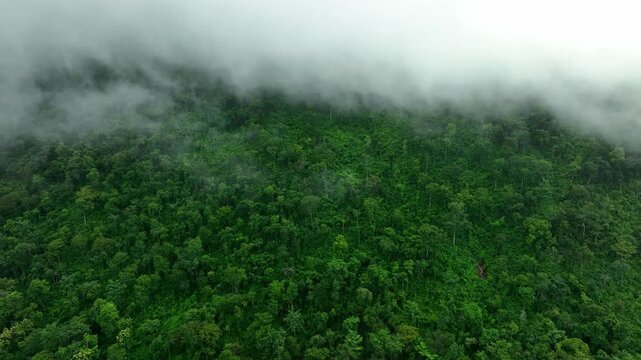 aerial view of fog and dark green forest Rich natural ecosystem, rainforest, natural forest conservation concept