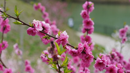 Obraz premium pink flowers in the garden