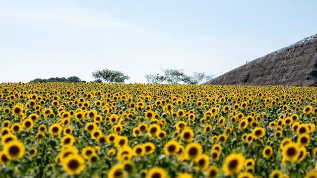 field of sunflowers