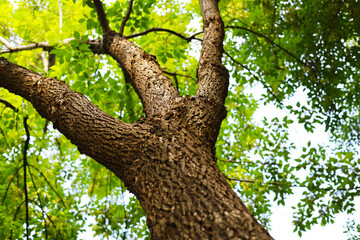 Fototapeta premium Looking up at branches of big tree.
