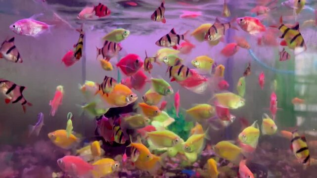 fish in aquarium