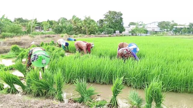 Farmers work together to pull rice seedlings from the seedbed in preparation for the planting season in the paddies. This process is a crucial initial phase in the traditional rice cultivation cycle.
