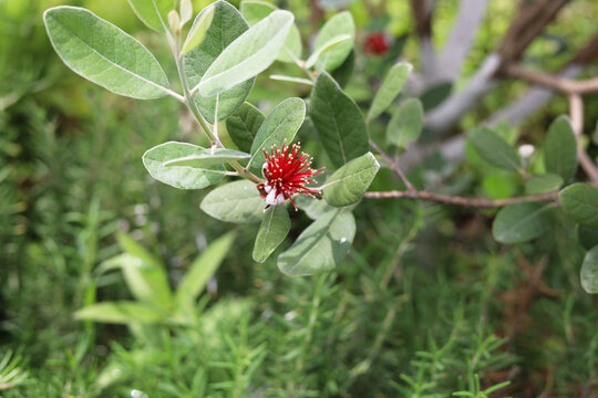 Beautiful red feijoa flowers blooming on a green bush.