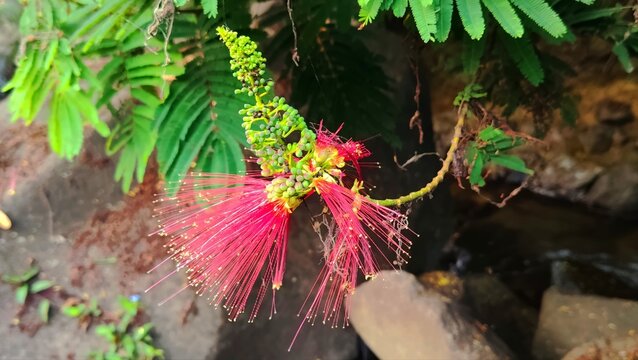 Red Calliandra Powderpuff Flower Blooming Near A Forest Stream
