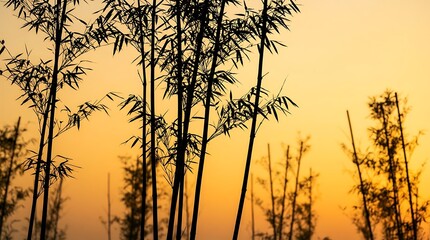 Obraz premium Silhouetted bamboo stalks against a warm golden sunset sky in a peaceful forest.
