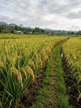Golden rice field