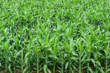 Fototapeta premium Young sorghum crop&nbsp;in a farm field.