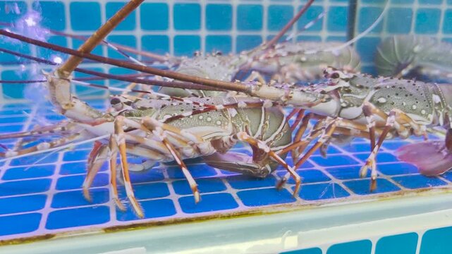 Live spiny lobsters in a glass water tank