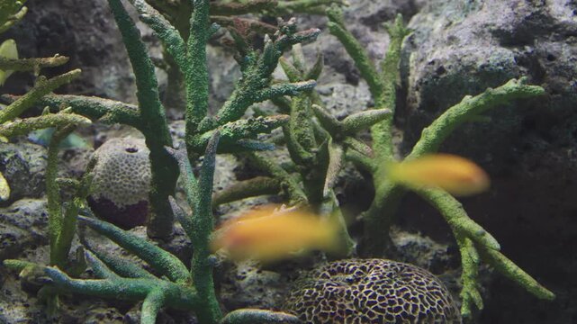 Close-up of green branching corals and textured brain corals growing on a rocky underwater reef. Natural marine life scene capturing the biodiversity of an aquatic environment or aquarium tank.