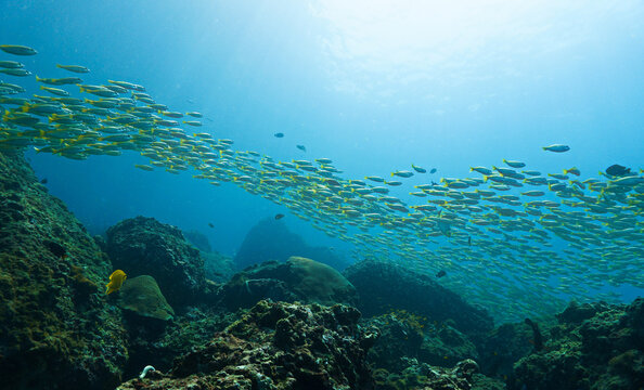 Beautiful school of fish at a coral reef. Underwater photo from a scuba dive