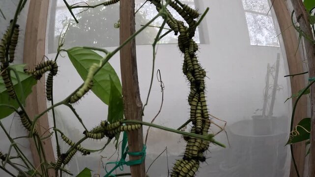 Butterfly Chrysalises Hanging in Tropical Butterfly Farm with Green Pupae, Insect Metamorphosis, Life Cycle Education and Conservation Display