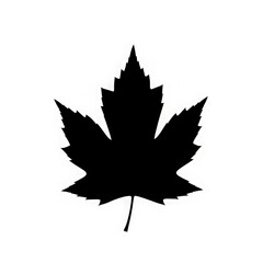 Fototapeta premium Black maple leaf silhouette isolated on white background vector illustration