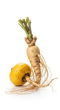 Freshly harvested yellow and white Peruvian maca root vegetables with leaves and rootlets isolated on a white background.