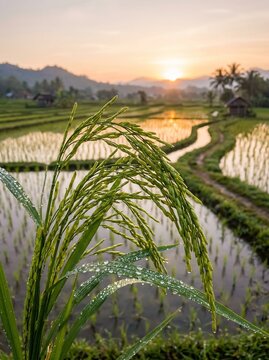 Rice paddy sunrise