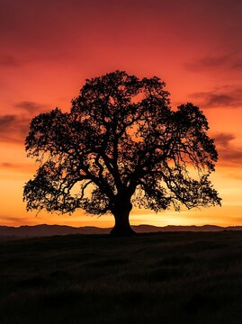 A beautiful silhouette of a large oak tree against a vibrant orange sunset sky.