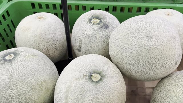 Fresh Whole Cantaloupe Melons Displayed in Green Basket at Market