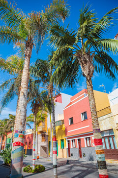 Beautiful Canarian street in Puerto de la Cruz Tenerife with knitted palm trees and copy space